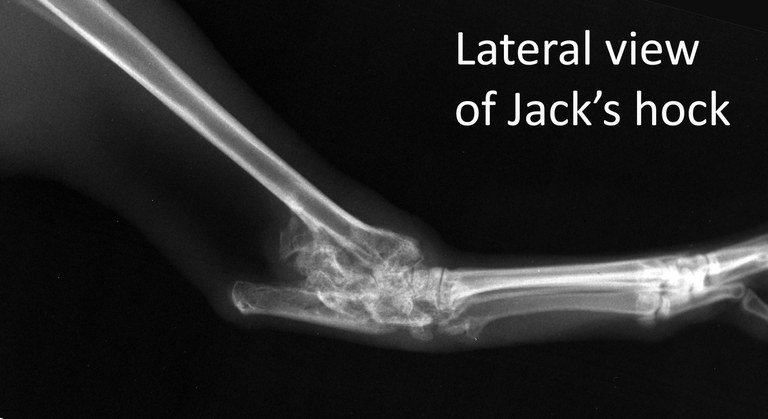 Labelled image of Jack's hock lateral