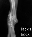 Labelled image of Jack's hock VD
