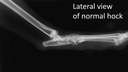 Lateral view of normal hock