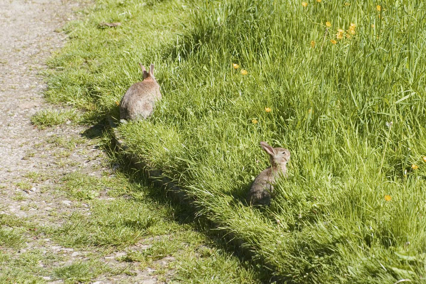 Baby rabbit eating grass