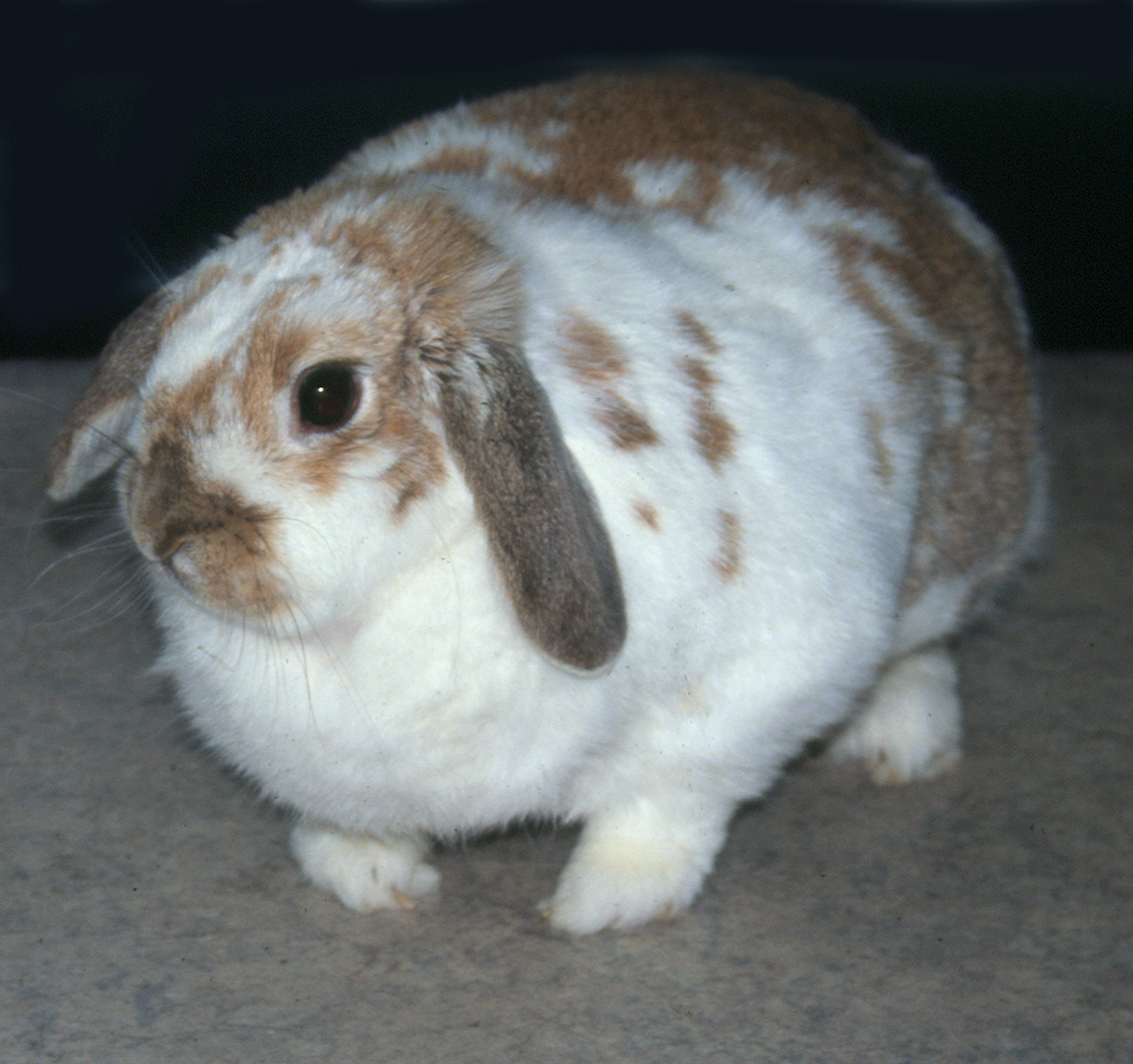 Obese rabbit