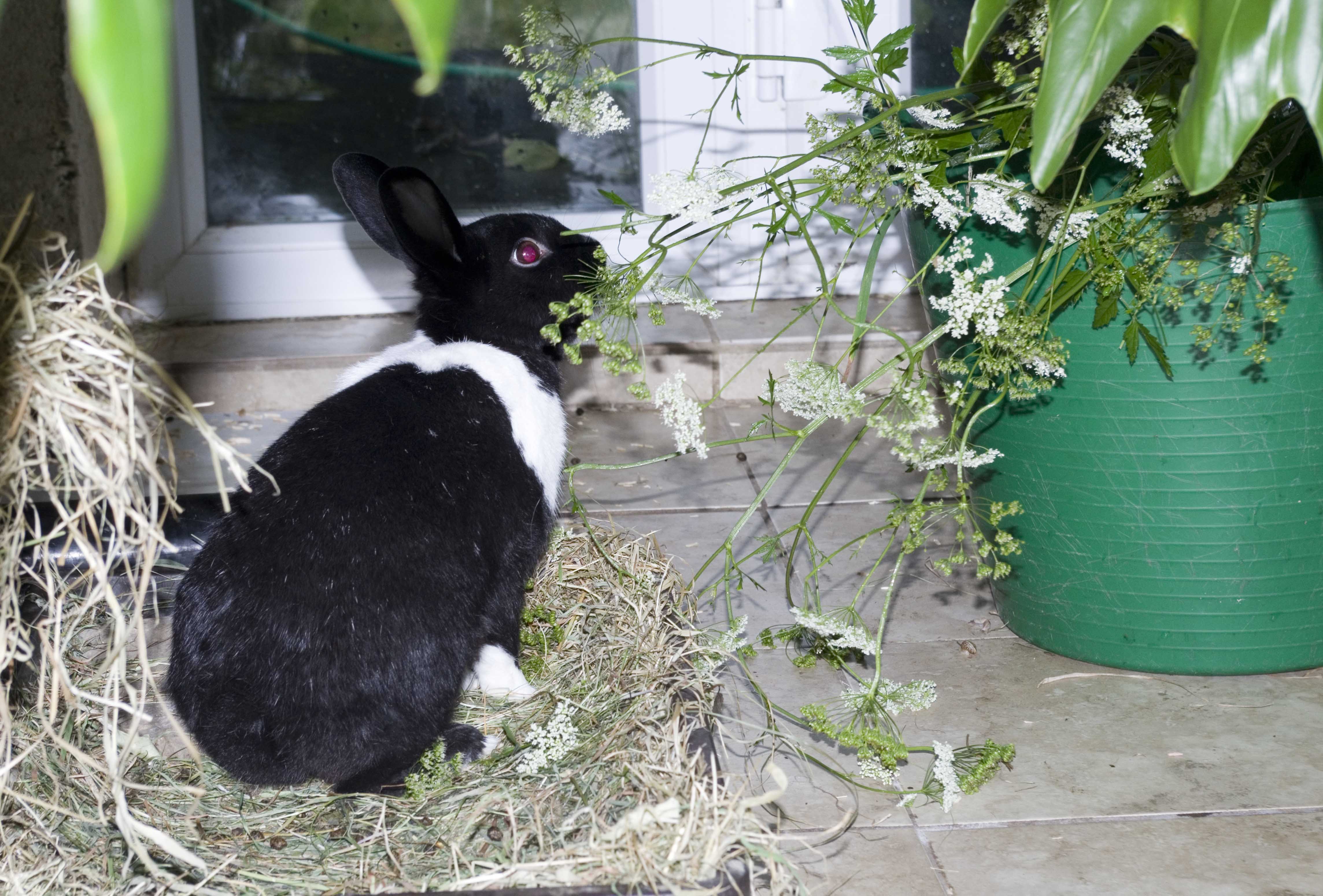 Eating freshly picked plants