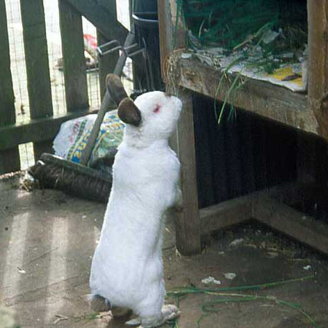 Rabbit looking into a hutch