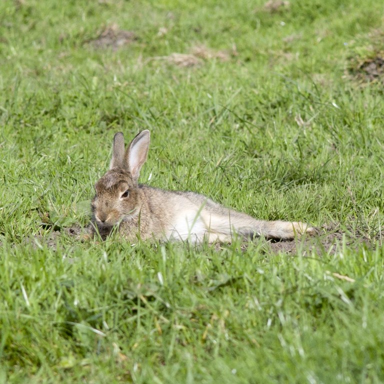 Sunbathing rabbit