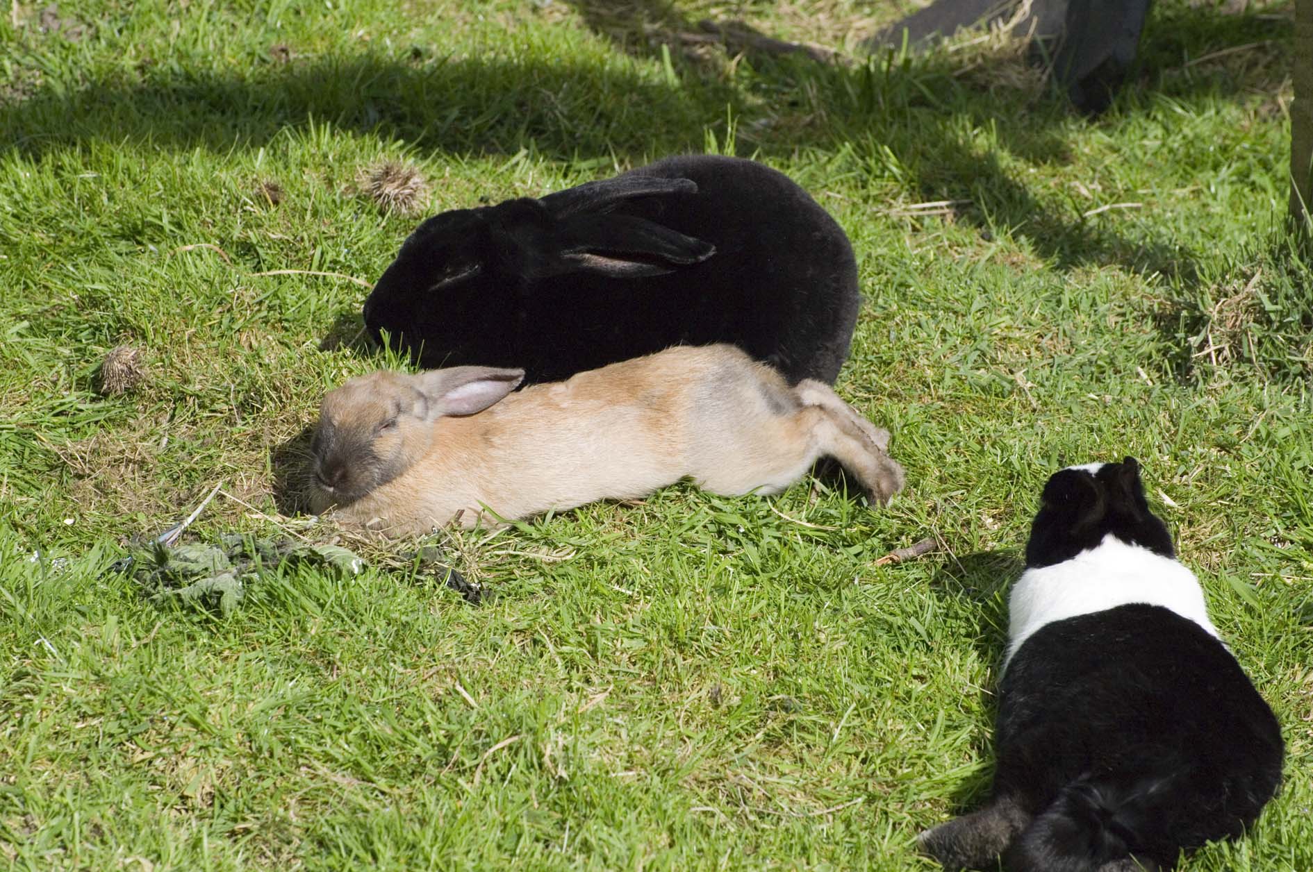 Sunbathing