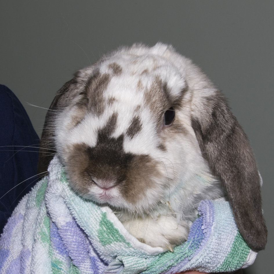 Rabbit wrapped in a towel