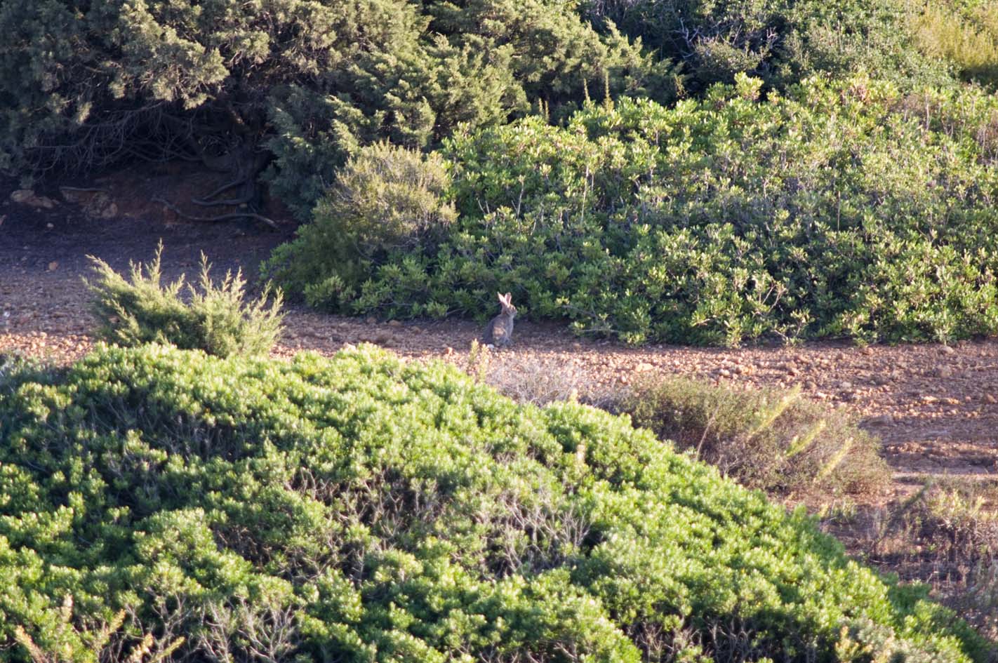 Wild rabbit in Portugal