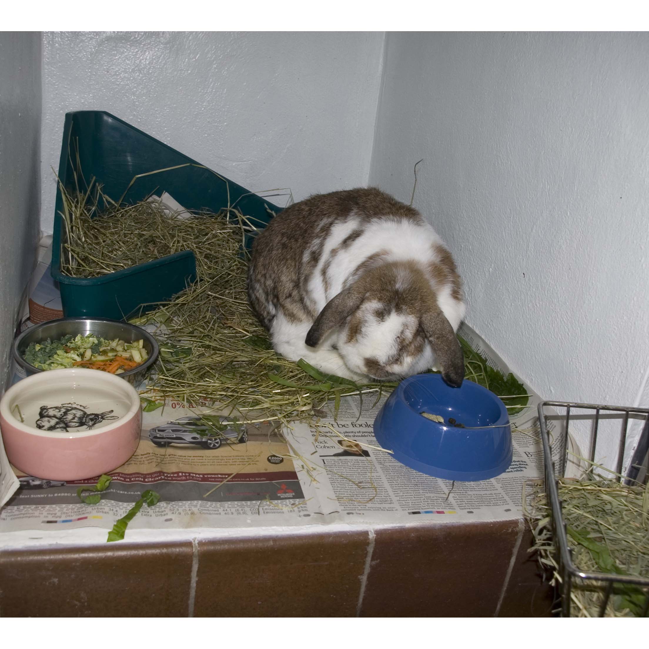 Hospitalised rabbit