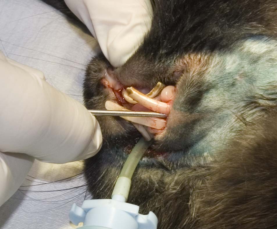 Intubated rabbit undergoing incisor removal
