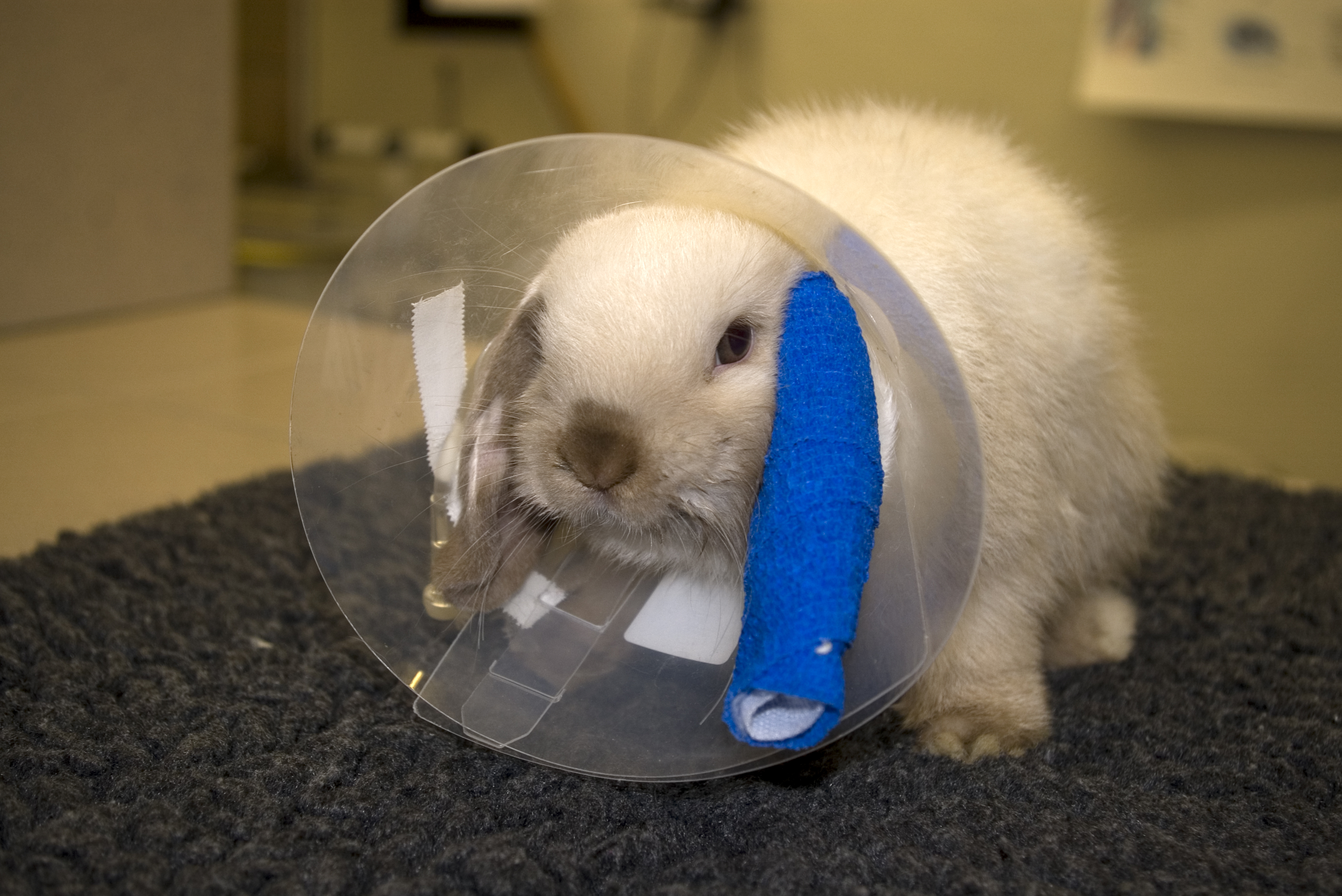 Rabbit with collar and intravenous drip