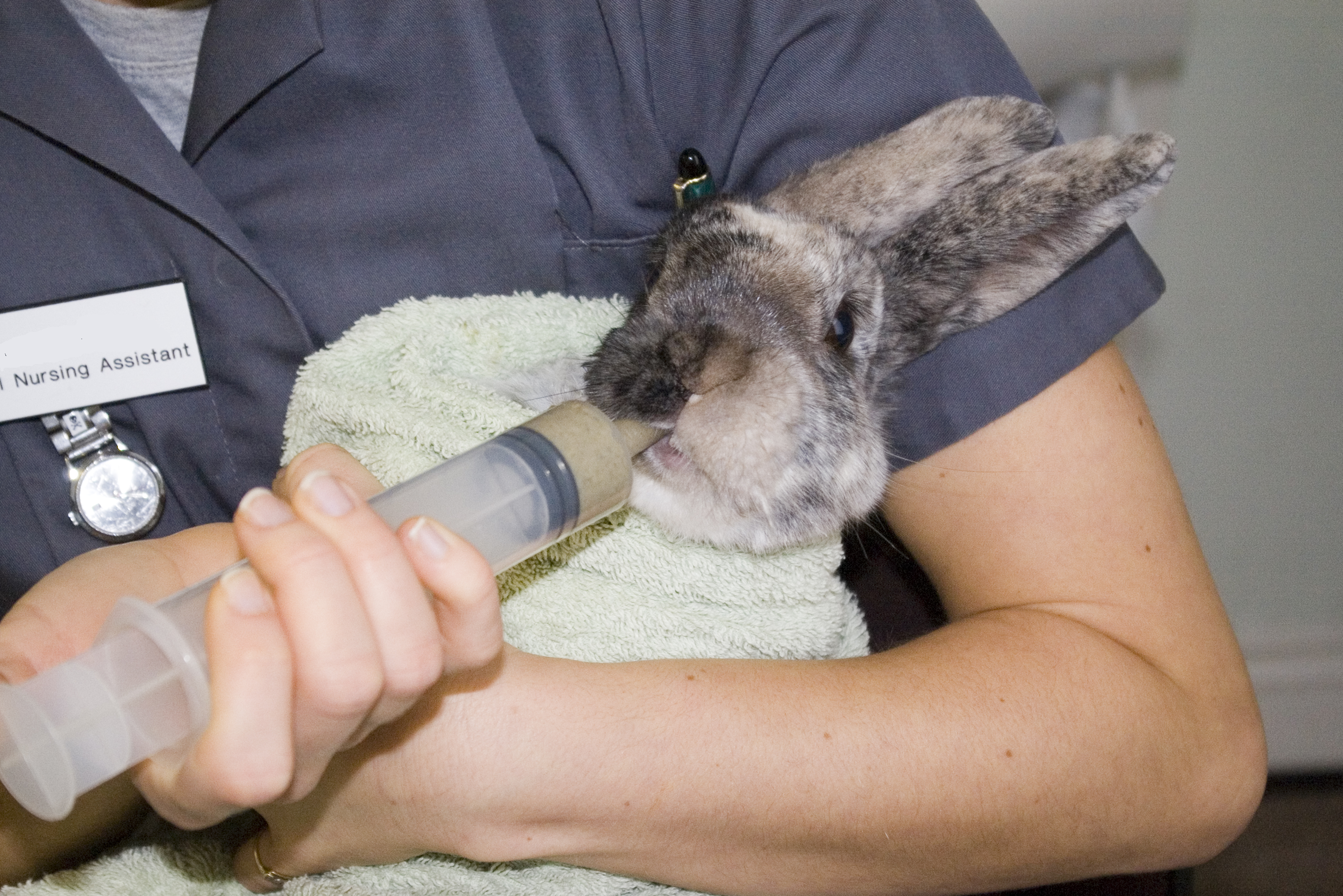 Syringe feeding an ill rabbit