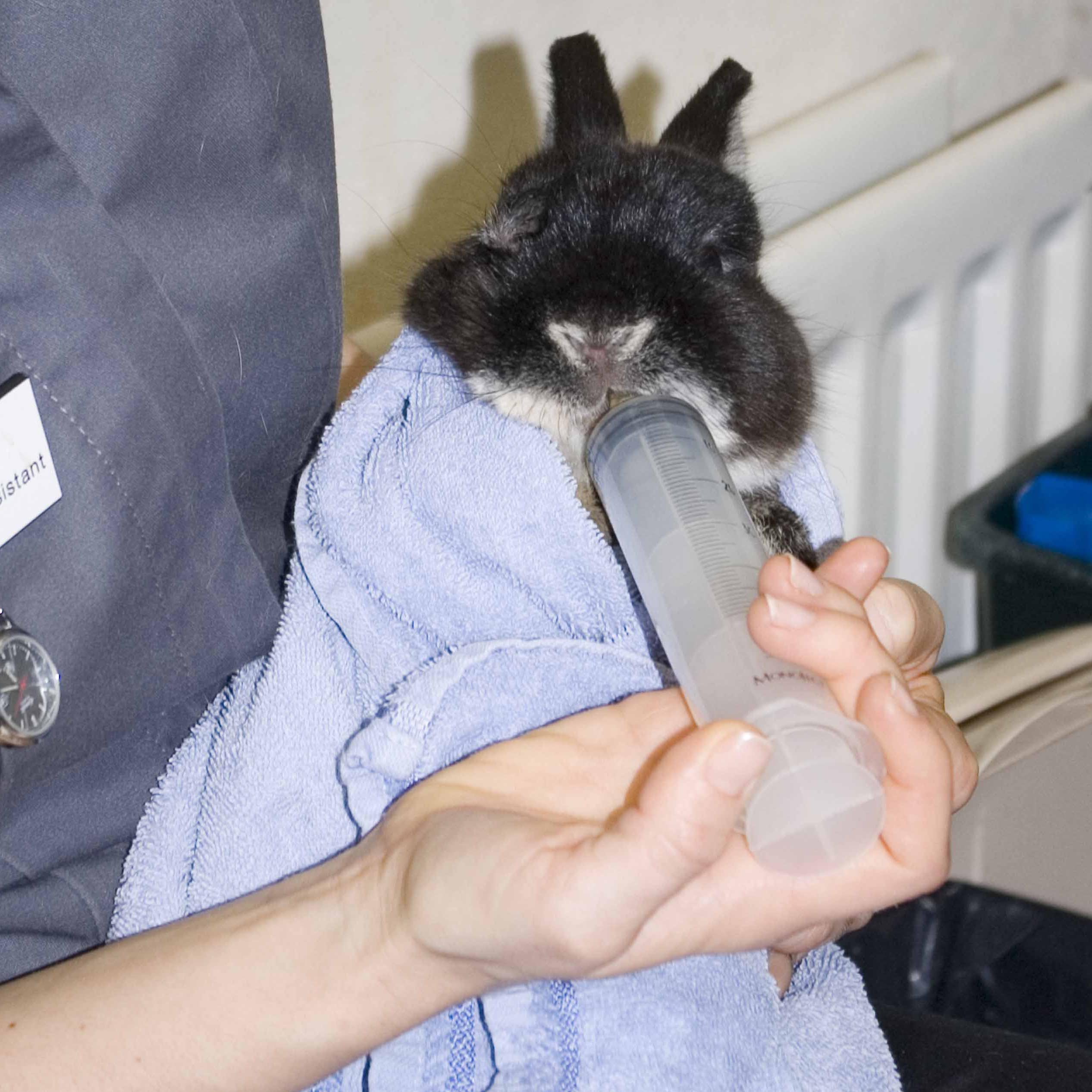 Syringe feeding