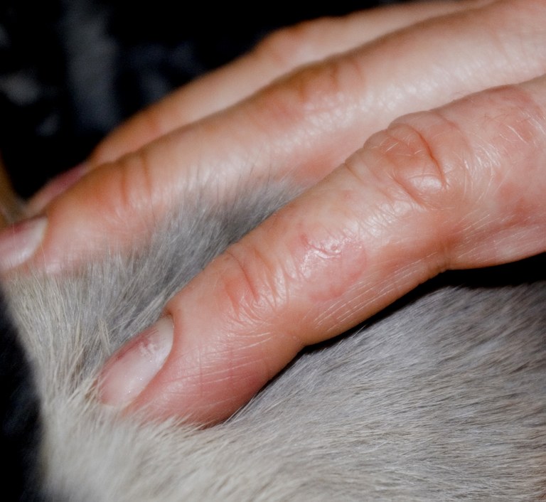 Owners finger with ringworm