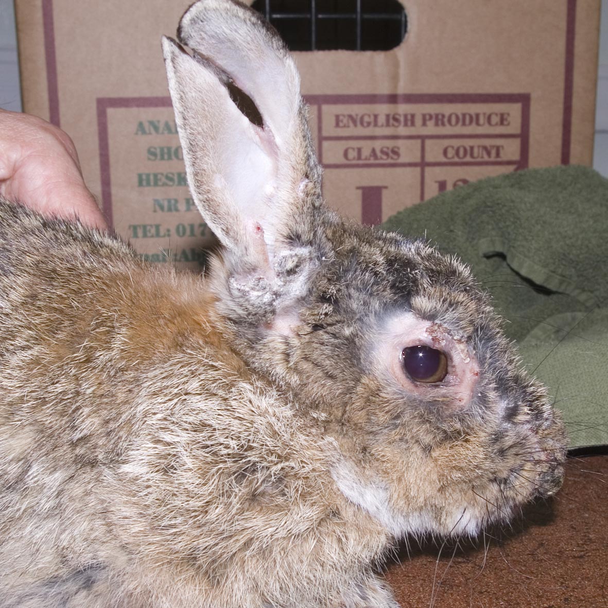 Myxomatosis survivor