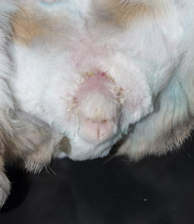 After perineal skin fold removal