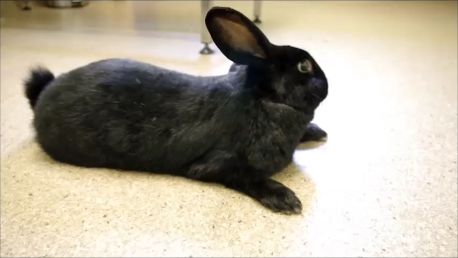 A case of Floppy Rabbit Syndrome (FRS) — Frances Harcourt-Brown